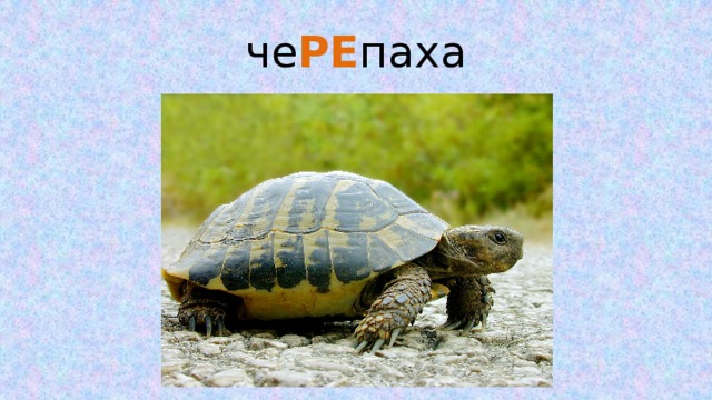 че РЕ паха 