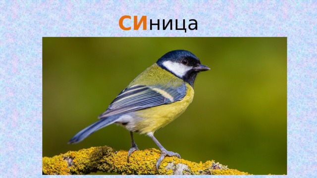 СИ ница 