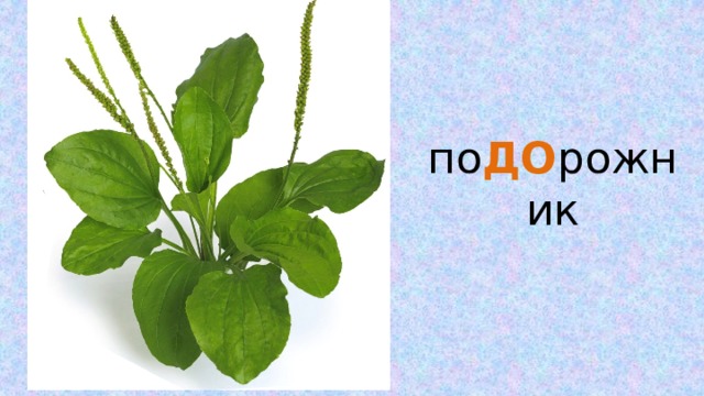 по ДО рожник 