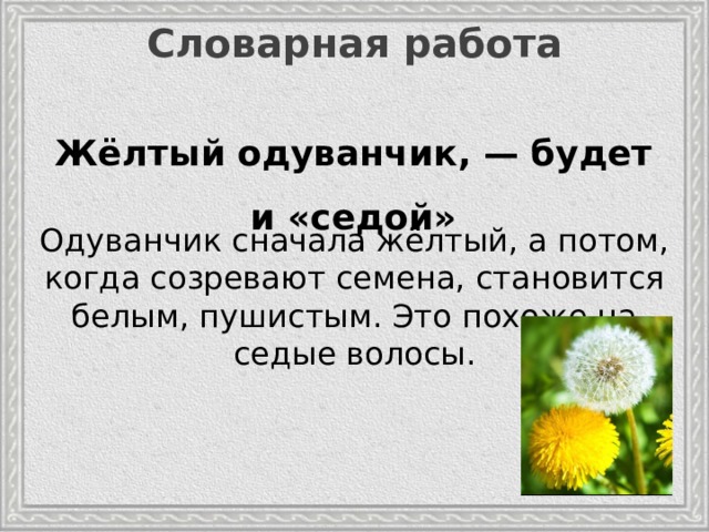 Слова букв одуванчик. Бальмонт одуванчик. Седой одуванчик. Жёлтый одуванчик будет и седой. Седой одуванчик стих.