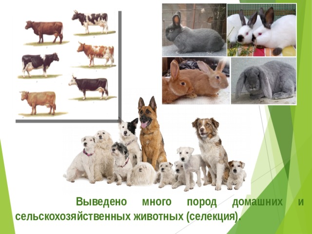  Выведено много пород домашних и сельскохозяйственных животных (селекция). 