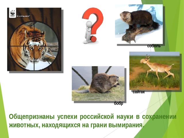 соболь сайгак бобр Общепризнаны успехи российской науки в сохранении животных, находящихся на грани вымирания. 