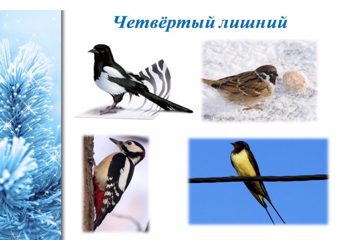 Игра четвертый лишний зимующие птицы