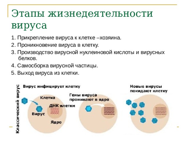 Этапы жизнедеятельности вируса 1. Прикрепление вируса к клетке –хозяина. 2. Проникновение вируса в клетку. 3. Производство вирусной нуклеиновой кислоты и вирусных белков. 4. Самосборка вирусной частицы. 5. Выход вируса из клетки. 