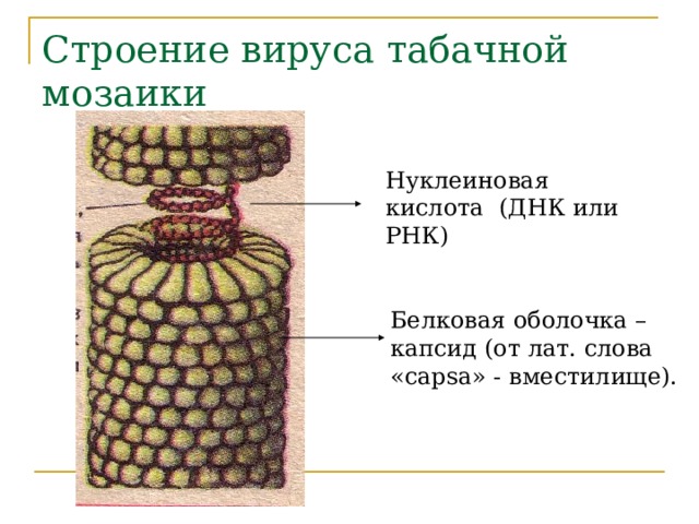 Строение вируса табачной мозаики Нуклеиновая кислота (ДНК или РНК) Белковая оболочка – капсид (от лат. слова « capsa » - вместилище).  