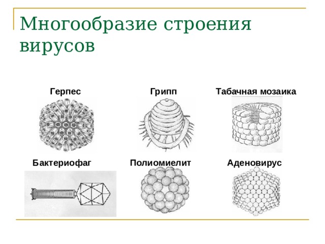 Многообразие строения вирусов Герпес Грипп Табачная мозаика Бактериофаг Полиомиелит Аденовирус 