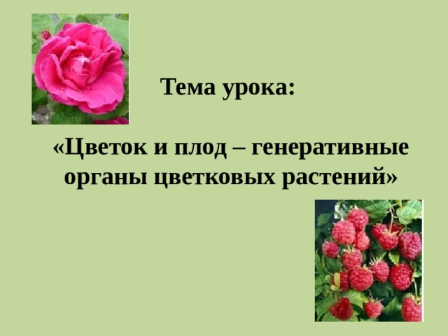 Тема урока:   «Цветок и плод – генеративные органы цветковых растений» 