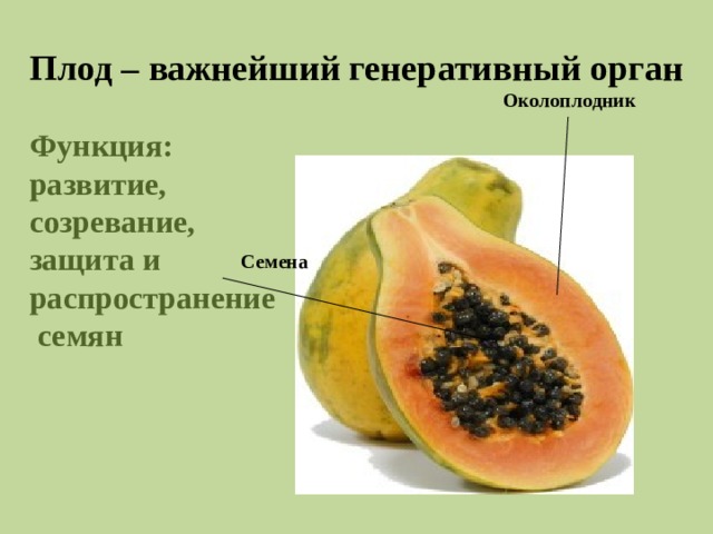 Плод – важнейший генеративный орган Околоплодник Функция: развитие, созревание, защита и распространение семян Семена 