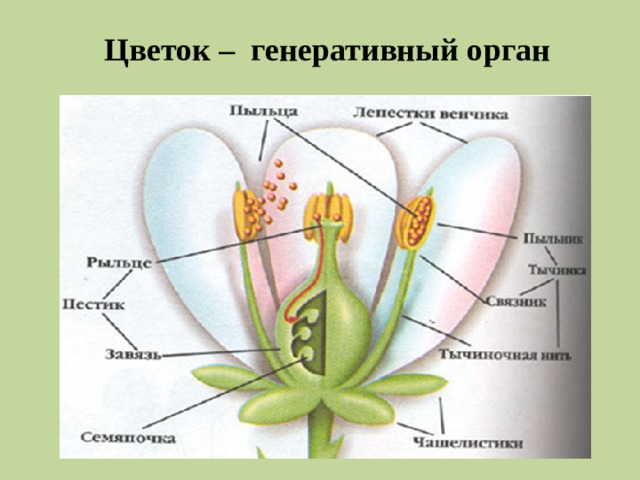 Цветок – генеративный орган 