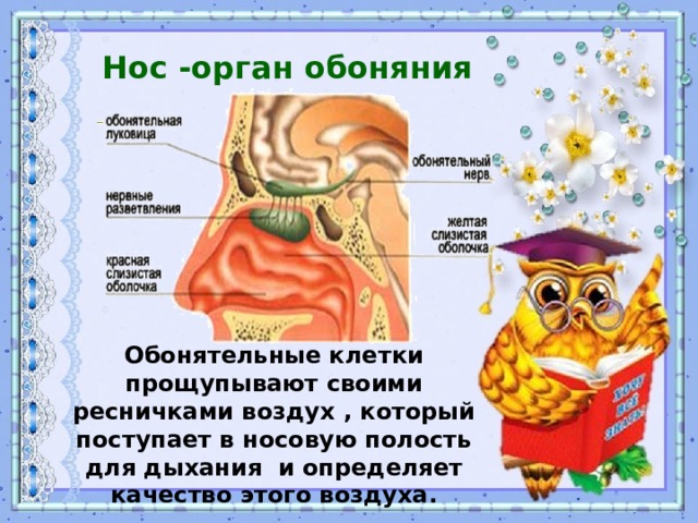 Часть органа обоняния обозначенная на рисунке цифрой 3