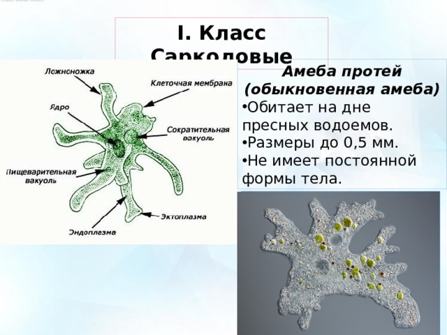 Amoebidae     Family Amoebidae