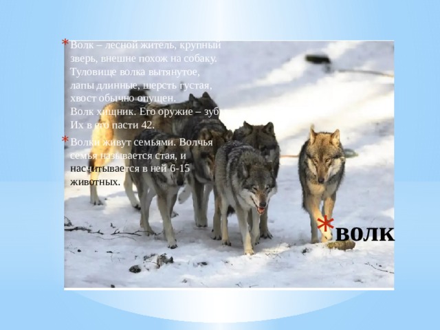 Волк – лесной житель, крупный  зверь, внешне похож на собаку.  Туловище волка вытянутое,  лапы длинные, шерсть густая,  хвост обычно опущен.  Волк хищник. Его оружие – зубы.  Их в его пасти 42. Волки живут семьями. Волчья  семья называется стая, и  нас ч итывае тся в ней 6-15  животных. волк 