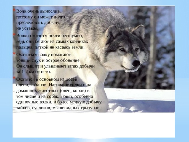Волк очень вынослив,  поэтому он может долго  преследовать добычу,  не уставая. Волки охотятся почти бесшумно,  ведь они бегают на самых кончиках  пальцев, пяткой не касаясь земли. Охотиться волку помогают  тонкий слух и острое обоняние.  Он слышит и улавливает запах добычи  за 1-2 км от него. Охотятся в основном на лосей,  олени, кабанов. Нападают волки и на  домашних животных (овец, коров) в  том числе и на собак. Ловят, особенно  одиночные волки, и более мелкую добычу:  зайцев, сусликов, мышевидных грызунов.   