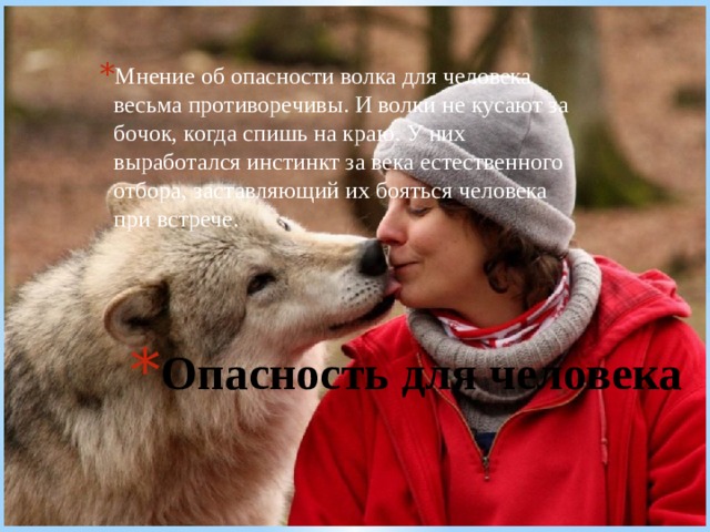 Мнение об опасности волка для человека весьма противоречивы. И волки не кусают за бочок, когда спишь на краю. У них выработался инстинкт за века естественного отбора, заставляющий их бояться человека при встрече. Опасность для человека 