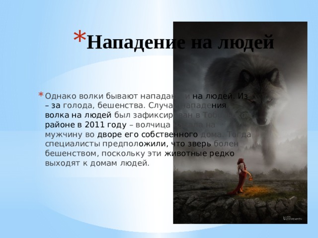 Нападение на людей Однако волки бывают нападают и на людей. Из – за голода, бешенства. Случай нападе ния волка на людей был зафиксирован в Тобольском районе в 2011 году – волчица напала на мужчину во дворе его собственного дома. Тогда специалисты предпол ожили, что зверь болен бешенством, поскольку эти животные редко выходят к домам людей. 