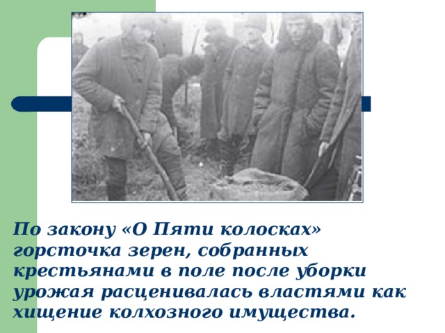 По закону «О Пяти колосках» горсточка зерен, собранных крестьянами в поле после уборки урожая расценивалась властями как хищение колхозного имущества. 