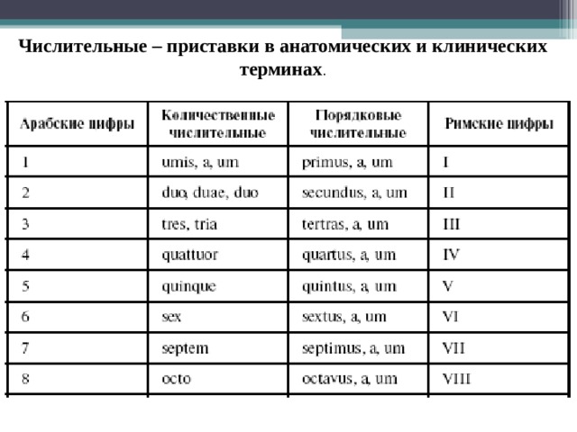 Латинский язык и медицинская терминология