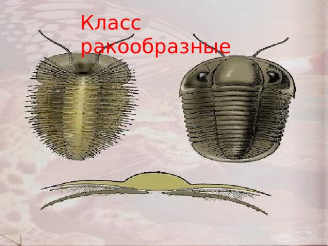 Класс ракообразные 