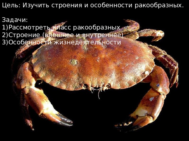 Цель: Изучить строения и особенности ракообразных. Задачи: Рассмотреть класс ракообразных Строение (внешнее и внутреннее) Особенности жизнедеятельности 
