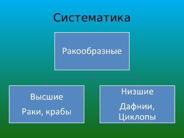 Систематика 