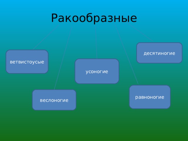 Ракообразные десятиногие ветвистоусые усоногие равноногие веслоногие 
