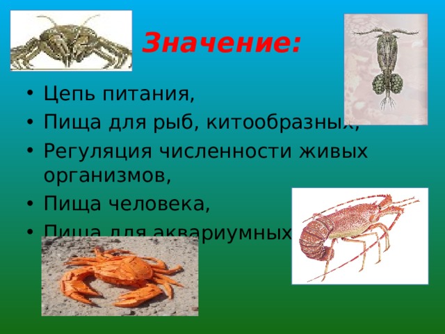 Значение: Цепь питания, Пища для рыб, китообразных, Регуляция численности живых организмов, Пища человека, Пища для аквариумных рыб 