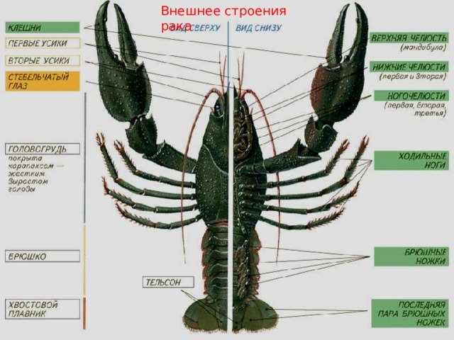 Схема строения ракообразных