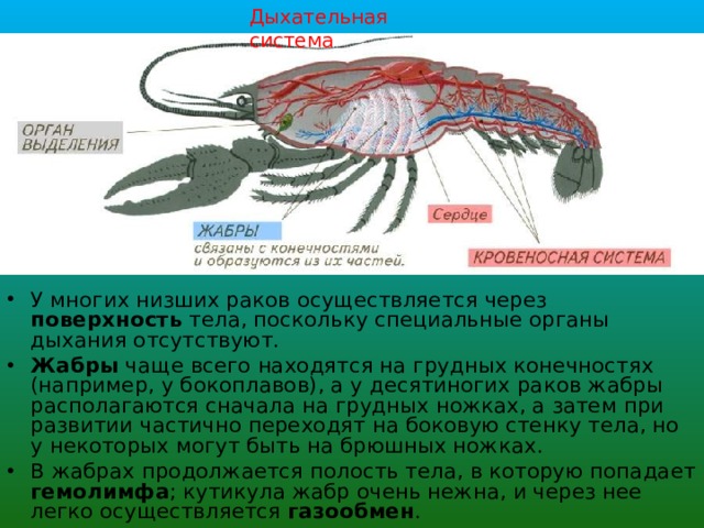 Растворенный в воде кислород проникает через тонкие стенки жабр в речной рак