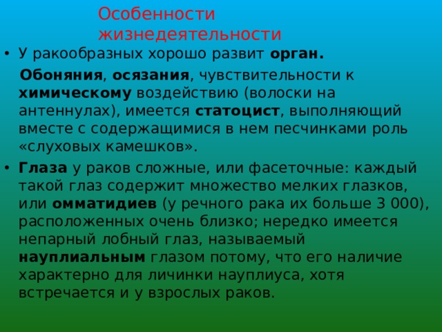 Особенности жизнедеятельности У ракообразных хорошо развит орган.   Обоняния , осязания , чувствительности к химическому воздействию (волоски на антеннулах), имеется статоцист , выполняющий вместе с содержащимися в нем песчинками роль «слуховых камешков». Глаза у раков сложные, или фасеточные: каждый такой глаз содержит множество мелких глазков, или омматидиев (у речного рака их больше 3 000), расположенных очень близко; нередко имеется непарный лобный глаз, называемый науплиальным глазом потому, что его наличие характерно для личинки науплиуса, хотя встречается и у взрослых раков. 