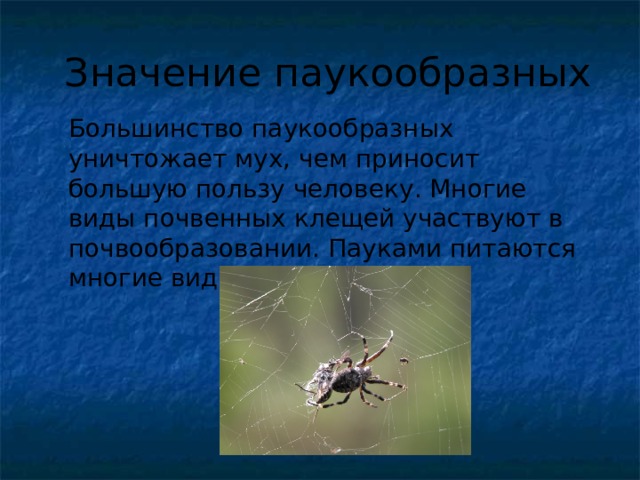 Значение паукообразных в природе. Класс паукообразные значение. Вывод о паукообразных. Значение паукообразных. Вывод класс паукообразные.