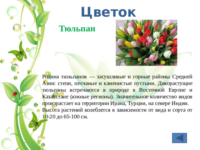 Цветок Тюльпан  Родина тюльпанов — засушливые и горные районы Средней Азии: степи, песчаные и каменистые пустыни. Дикорастущие тюльпаны встречаются в природе в Восточной Европе и Казахстане (южные регионы). Значительное количество видов произрастает на территории Ирана, Турции, на севере Индии. Высота растений колеблется в зависимости от вида и сорта от 10-20 до 65-100 см. 
