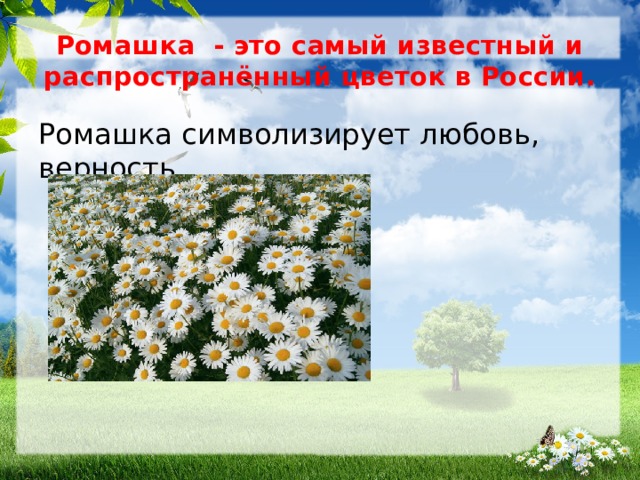 ромашка символ россии картинки блоке инфо