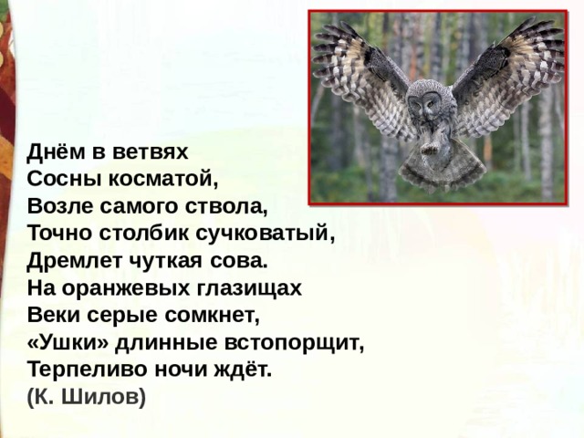 Днём в ветвях   Сосны косматой,   Возле самого ствола,   Точно столбик сучковатый,  Дремлет чуткая сова.   На оранжевых глазищах  Веки серые сомкнет,   «Ушки» длинные встопорщит,   Терпеливо ночи ждёт. (К. Шилов) 