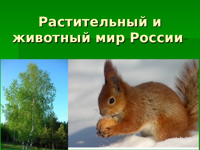 Растительный и животный мир России 