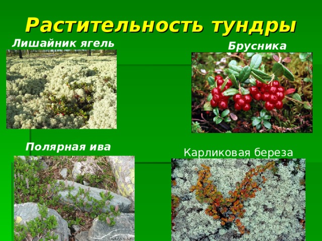 Растительность тундры Лишайник ягель Брусника Полярная ива Карликовая береза 