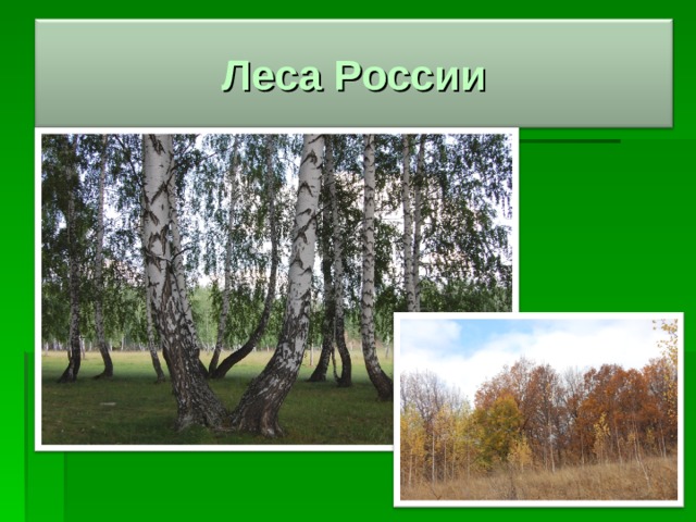 Леса России 