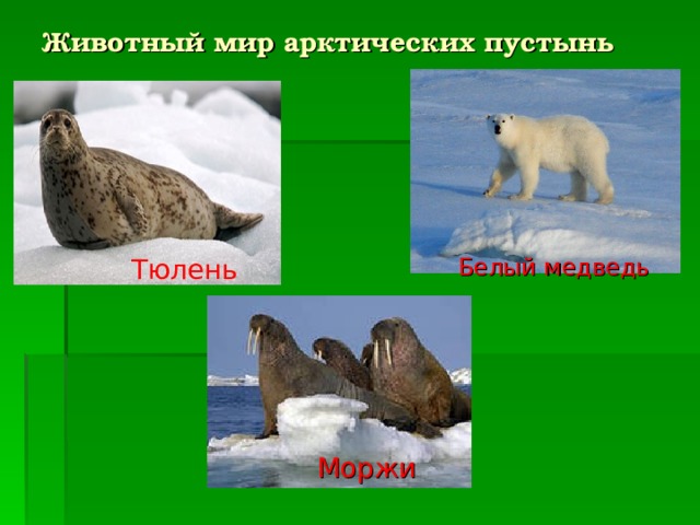 Животный мир арктических пустынь Тюлень Белый медведь Моржи 