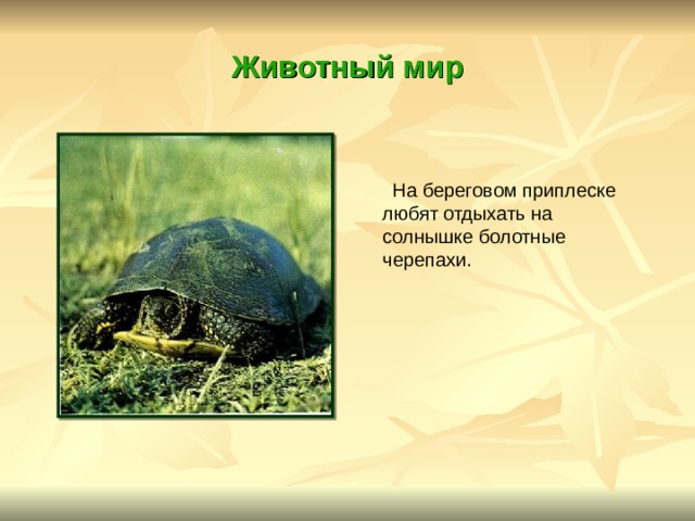 Животный мир  На береговом приплеске любят отдыхать на солнышке болотные черепахи. 