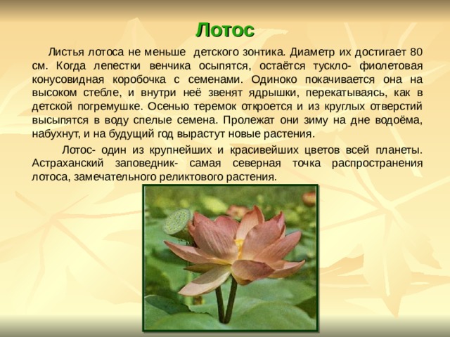 Лотос  Листья лотоса не меньше детского зонтика. Диаметр их достигает 80 см. Когда лепестки венчика осыпятся, остаётся тускло- фиолетовая конусовидная коробочка с семенами. Одиноко покачивается она на высоком стебле, и внутри неё звенят ядрышки, перекатываясь, как в детской погремушке. Осенью теремок откроется и из круглых отверстий высыпятся в воду спелые семена. Пролежат они зиму на дне водоёма, набухнут, и на будущий год вырастут новые растения.  Лотос- один из крупнейших и красивейших цветов всей планеты. Астраханский заповедник- самая северная точка распространения лотоса, замечательного реликтового растения. 