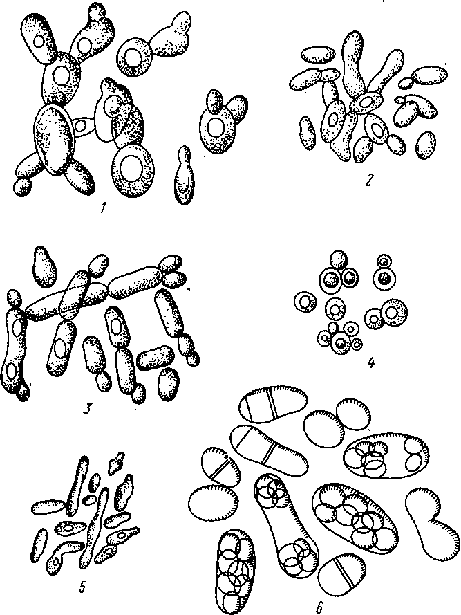 Дрожжевые клетки. Строение клетки дрожжей микробиология. Формы клеток дрожжей микробиология. Строение дрожжей микробиология. Почкующиеся клетки дрожжей рисунок.