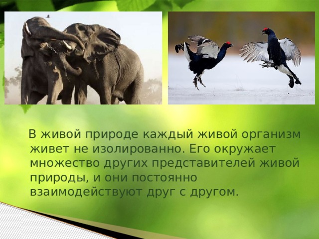  В живой природе каждый живой организм живет не изолированно. Его окружает множество других представителей живой природы, и они постоянно взаимодействуют друг с другом. 