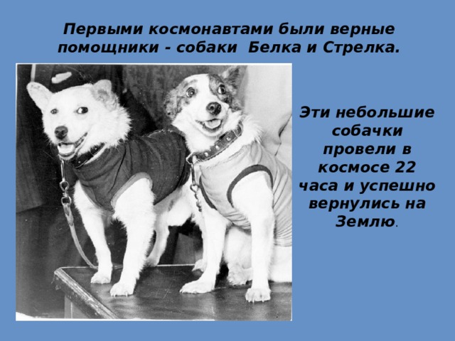 Первыми космонавтами были верные помощники - собаки Белка и Стрелка. Эти небольшие собачки провели в космосе 22 часа и успешно вернулись на Землю . 