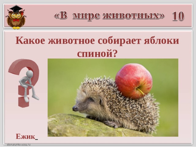 Какое животное собирает яблоки спиной? Ежик  