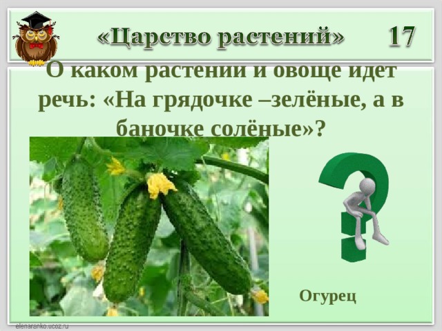О каком растении и овоще идет речь: «На грядочке –зелёные, а в баночке солёные»?  Огурец 