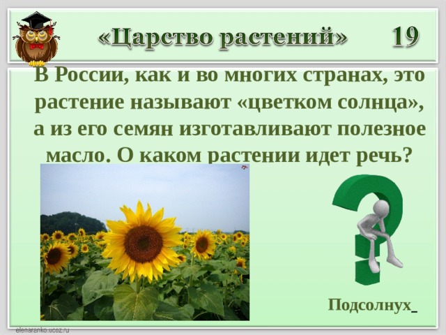 В России, как и во многих странах, это растение называют «цветком солнца», а из его семян изготавливают полезное масло. О каком растении идет речь?  Подсолнух  