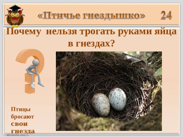 Почему нельзя трогать руками яйца в гнездах? Птицы бросают свои гнезда 
