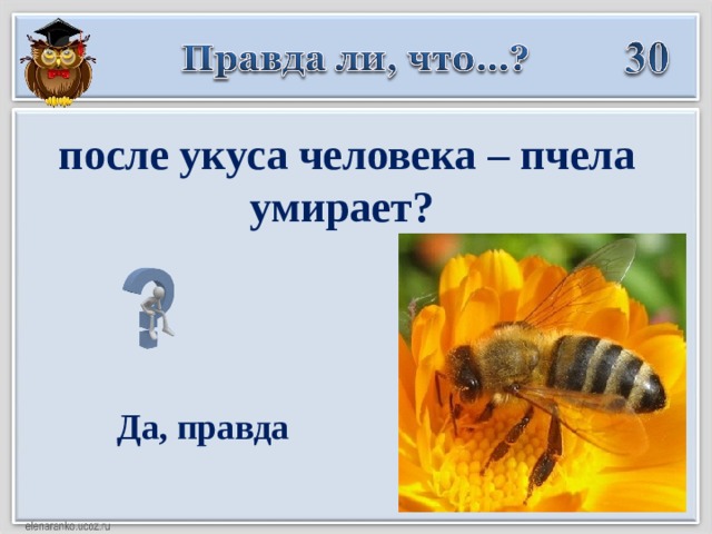 после укуса человека – пчела умирает?   Да, правда  