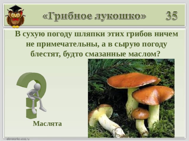 В сухую погоду шляпки этих грибов ничем не примечательны, а в сырую погоду блестят, будто смазанные маслом? Маслята 