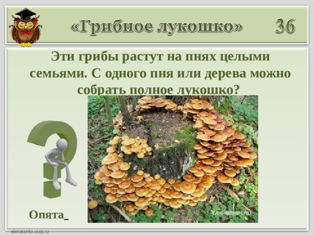 Эти грибы растут на пнях целыми семьями. С одного пня или дерева можно собрать полное лукошко? Опята  