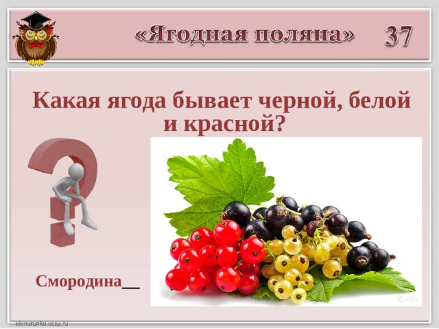 Какая ягода бывает черной, белой  и красной? Смородина  